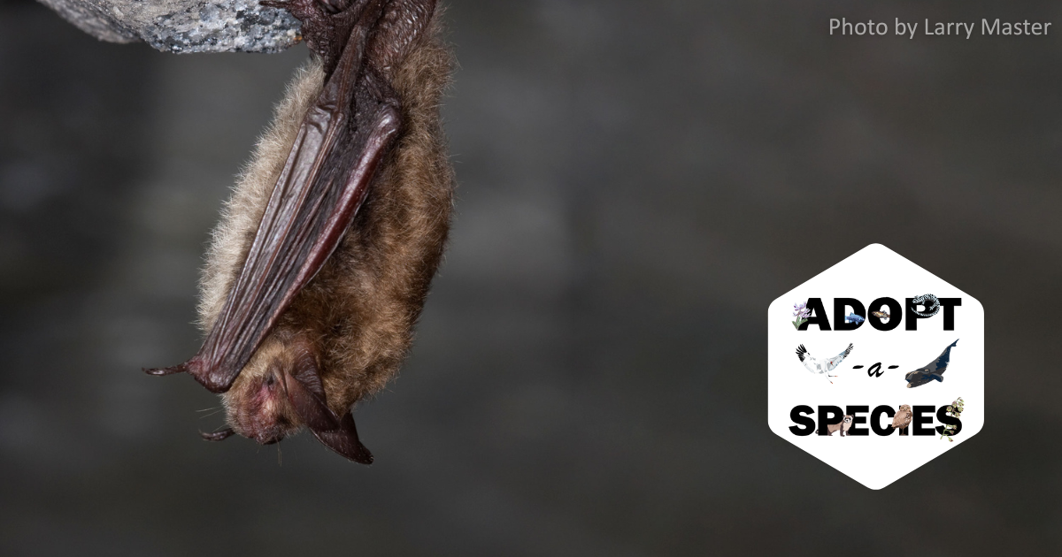 Northern myotis.png